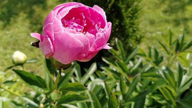 Пион 'Огюст Десер' (Auguste Dessert) в нашем саду 2025 смотреть онлайн