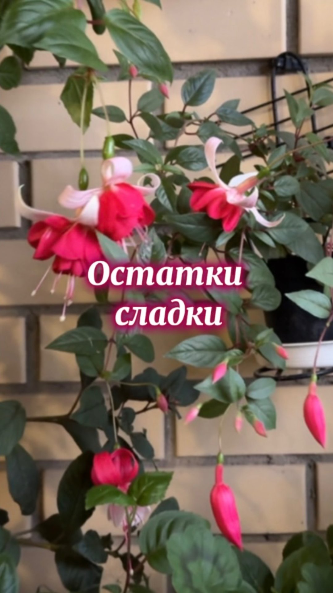 Фуксии в сентябре