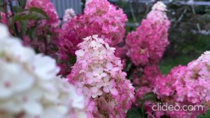 Цветение -сезон 2025