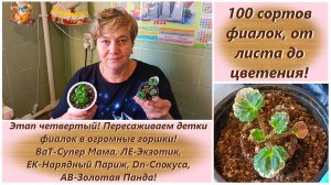 100 сортов фиалок, от листа до цветения! Этап четвертый! Пересаживаем детки фиалок в огромные горшки