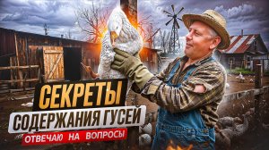 Секреты содержания гусей: отвечаю на вопросы #МоеПодворье