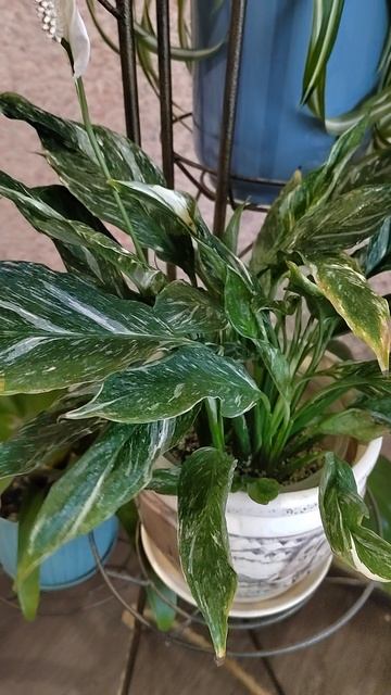 СПАТИФИЛУМ Даймонд в моей коллекции прибавление #shorts смотреть онлайн