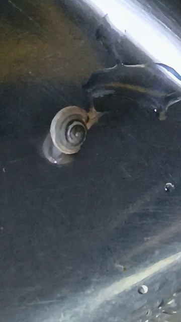 Пирожки с щавелем