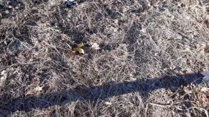 Создание неклассической органической грядки