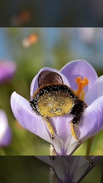 Ничего милее этого вы сегодня не увидите. Ведь так спят уставшие шмели после сбора нектара 😁