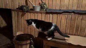 Поменялись телами на 24 часа