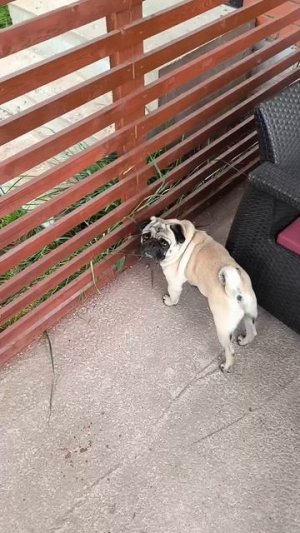 Влажный зажор