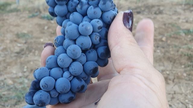 МАЛЬБЕК- технический сорт винограда