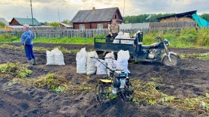 Копаем картошку в деревне. Первый выход на охоту по водоплавающей.