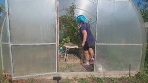 А сегодня работаю в теплице. Жизнь станичная.