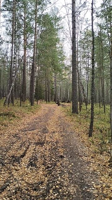 Марал в луже смотреть онлайн