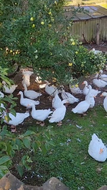 Бавария.mp4 смотреть онлайн