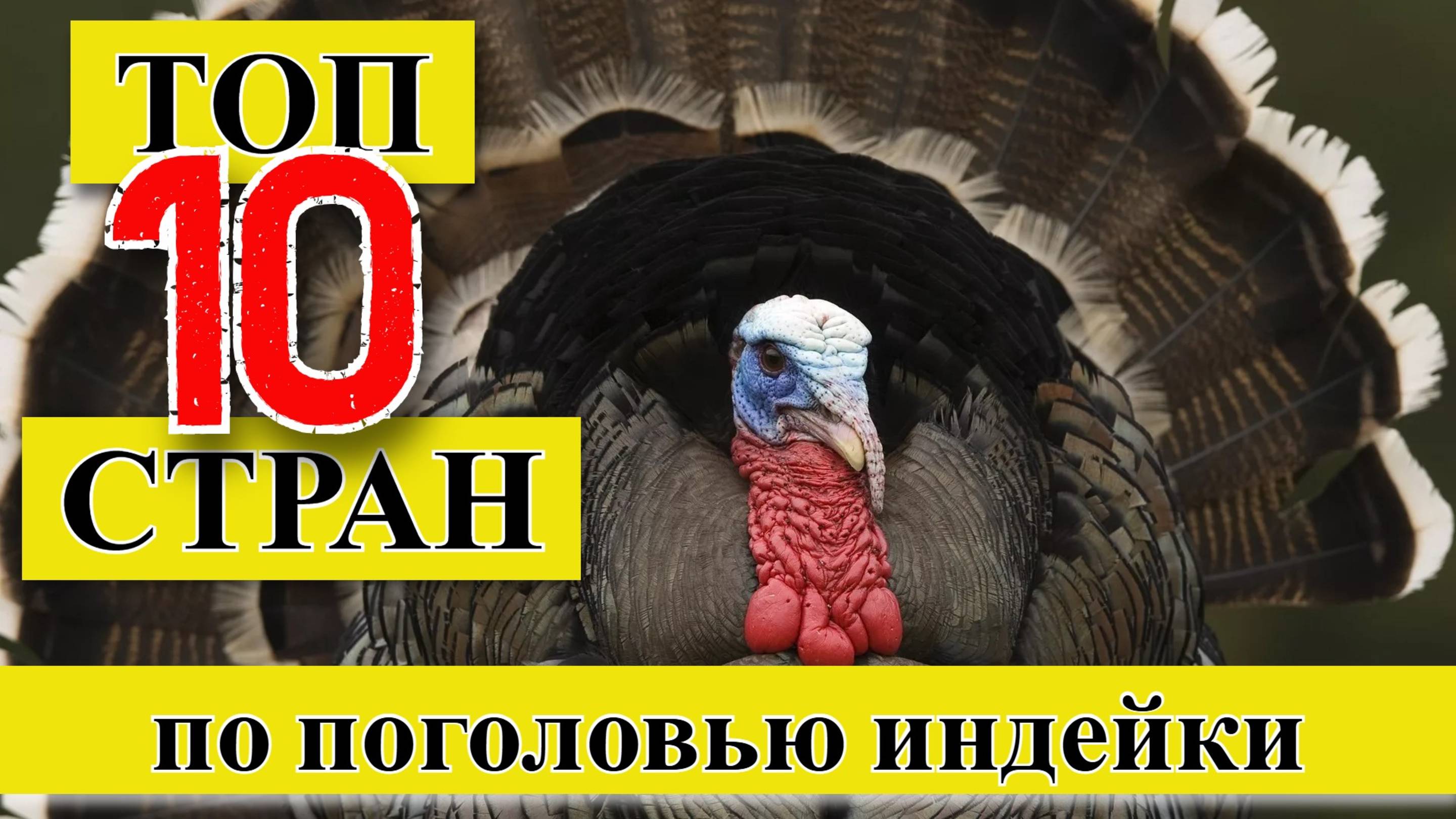 ИНДЕЙКА: ТОП 10 стран мира по поголовью индейки (1961–2023) смотреть онлайн