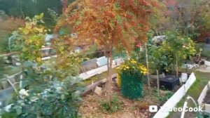 Барбарис тоже созрел