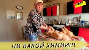 Деревенские бройлеры, практически на одной траве и кабачках. Наши будни в Омской деревне.