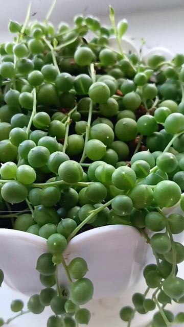 Крестовник Роули смотреть онлайн