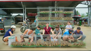 Много перепелов отправляются на продажу. Жизнь во Вьетнаме