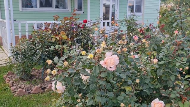 О розах!🌹Осенний сад на 26.09.25г.🌹 смотреть онлайн