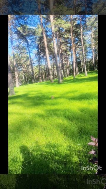 Паук наплел свою паутину смотреть онлайн