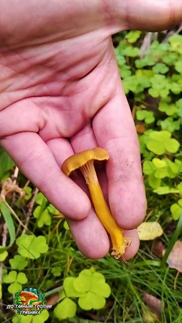 Трубчатая лисичка смотреть онлайн