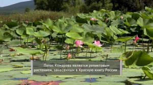 Озеро лотосов в Еврейской автономии: природное достояние России