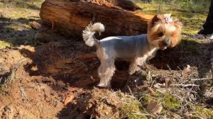 Посмотрели что под бревном