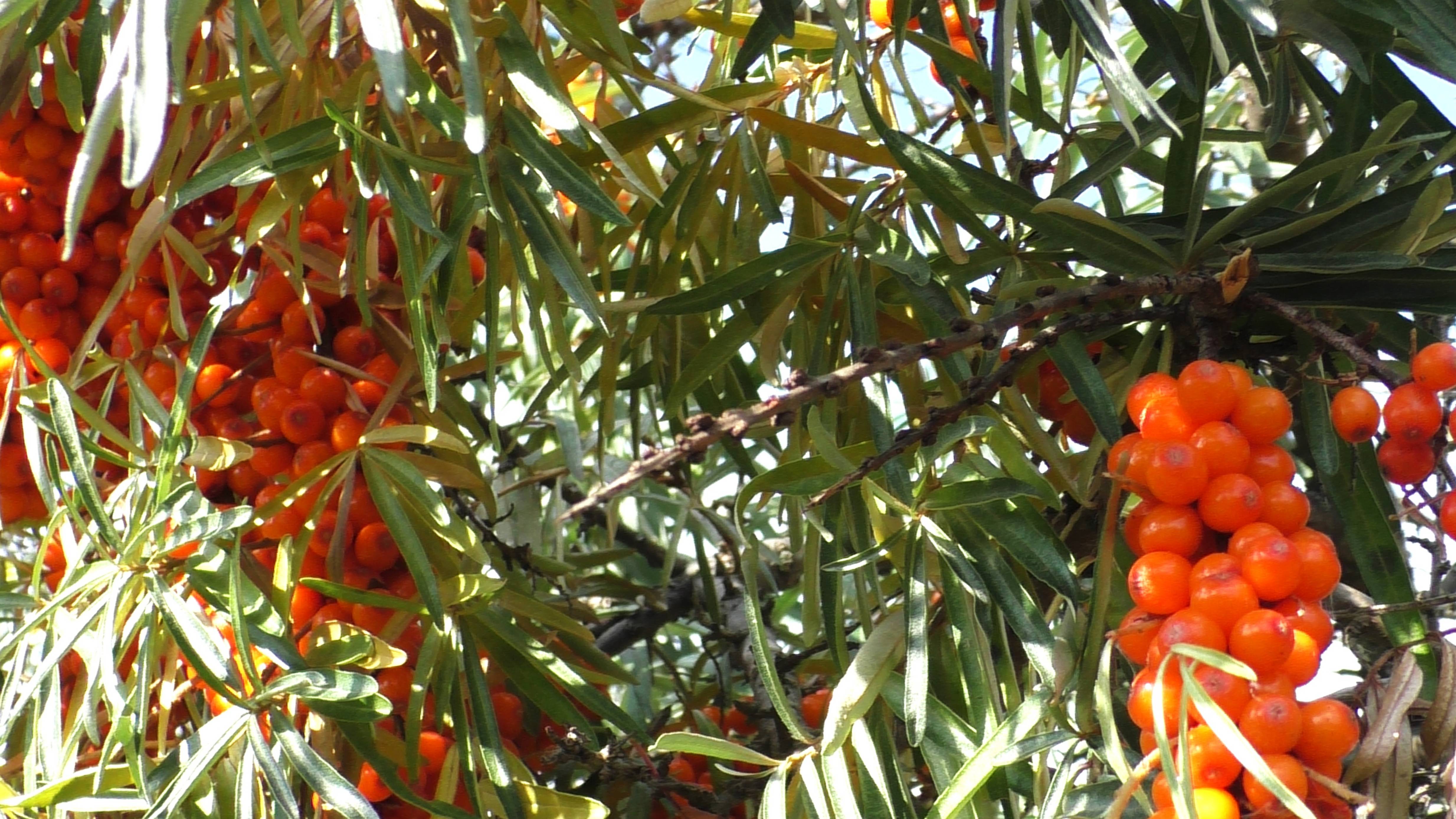 Облепиха -янтарная ягода 🎶🪗 смотреть онлайн