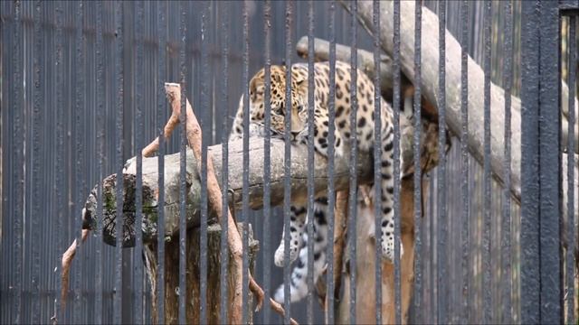 Хлоя спит на дереве и свесила лапки 24.09.2025 смотреть онлайн