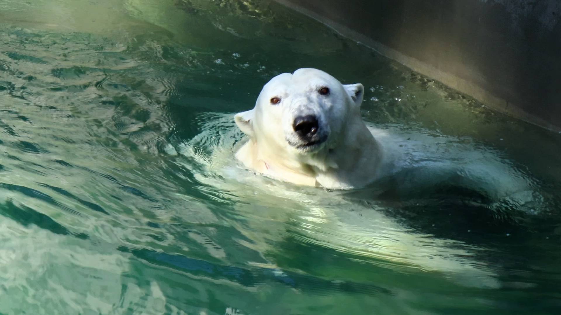 Двухдневный марафон у Герды, заплыв на ~11 часов смотреть онлайн