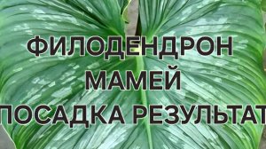 Филодендрон Мамей посадка+ результат