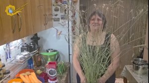 О молочном Тибетском и о чайном грибах.