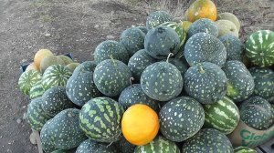 Купили кауны на хуторе Тверском.