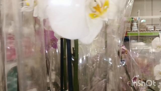 Орхидеи в Ашане/27.09.25/Краснодар