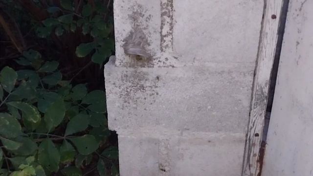 Что будет если разворошить осиный улей! смотреть онлайн