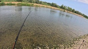 Рыбалка на Волге в Астраханской обл!!! Ловим Белого Амура!!!