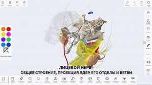 1. Лицевой нерв - общее строение, деление на отделы