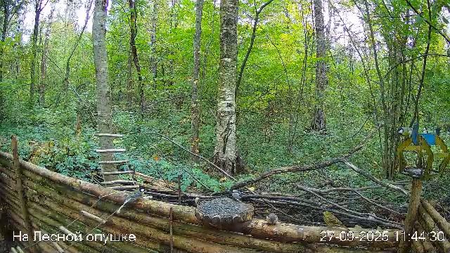 🍂СЕНТЯБРЬ в ЛЕСУ онлайн #Relaxing #природа #звуки леса #птицы #погода🍁 смотреть онлайн