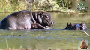 Бегемоты. Текст в музыку и песню. ИИ