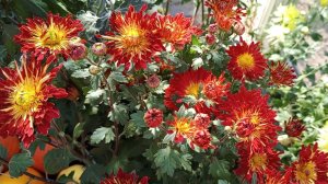 Условия заказа черенков корейской хризантемы на весну 2026. Обзор  хризантемы в конце сентября.