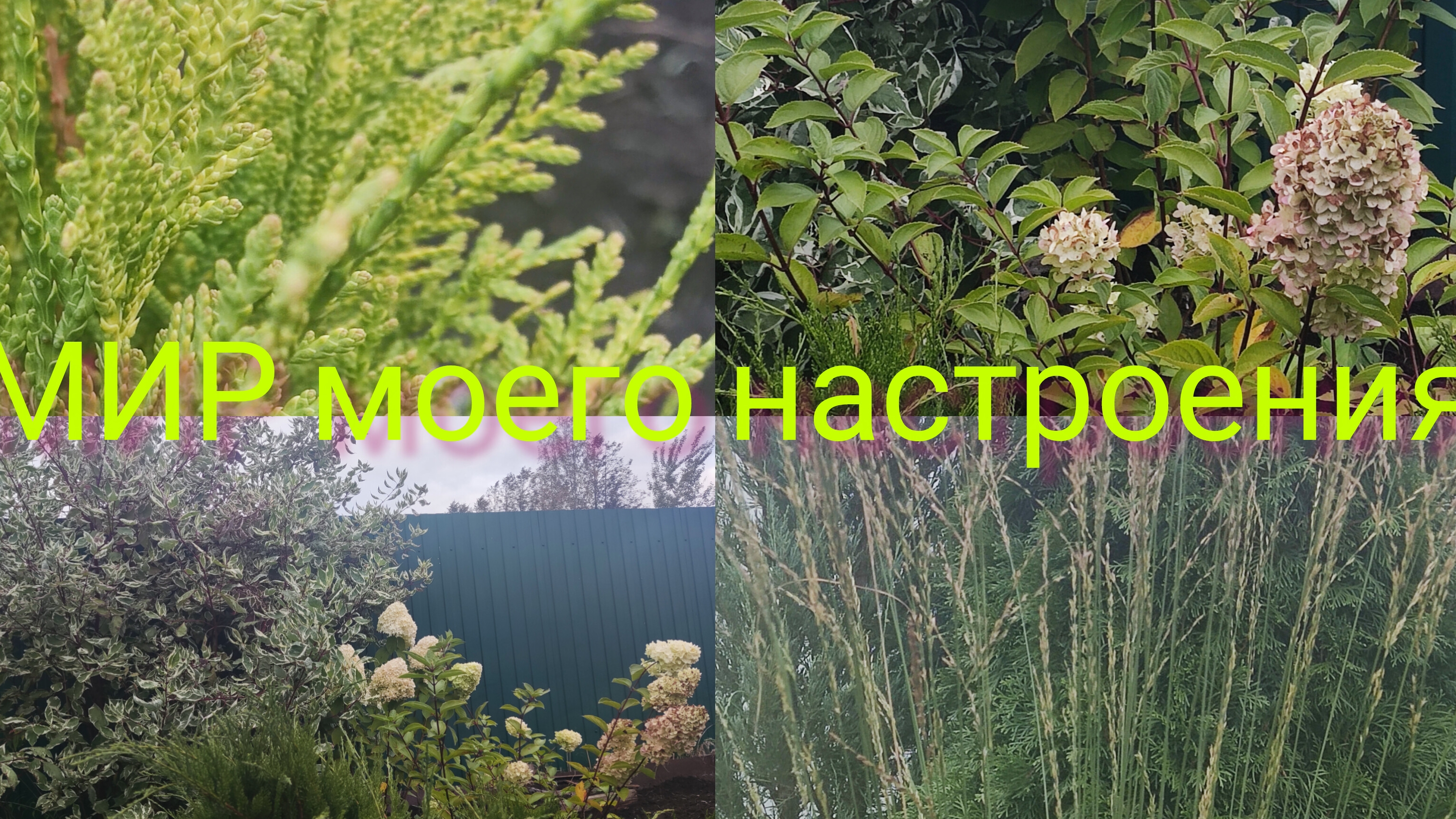 27.09.25 Дача.Перемены продолжаются.Новинки для сада прибавляются. смотреть онлайн