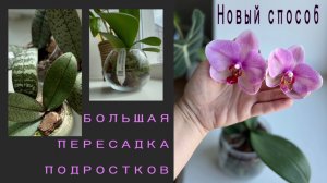 Пересаживаю азиатские подростки орхидей. Несколько интересных вариантов✅