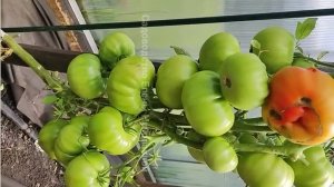 САМЫЙ УРОЖАЙНЫЙ СОРТ ТОМАТА, Этот ТОМАТ САЖАЮ ЕЖЕГОДНО, ВСЕГДА УРОЖАЙ 10 КИЛОГРАММ С КУСТА