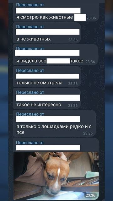 Twitch: EricMyval ЗОО В 11 ЛЕТ смотреть онлайн