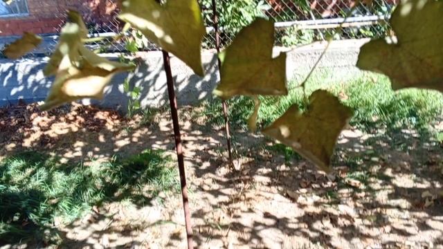 САМАЯ ЛУЧШАЯ БЕСЕДКА ДЛЯ ВИНОГРАДА смотреть онлайн