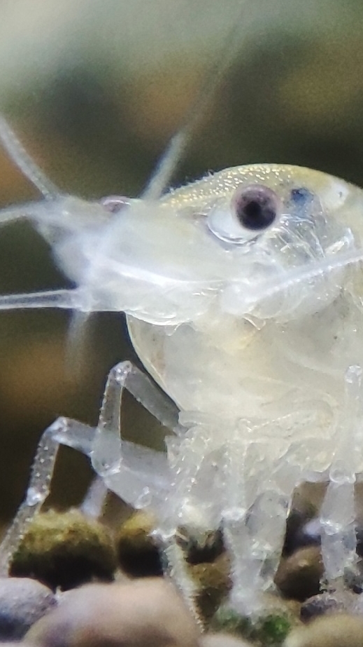 Осваиваем нейро 😂 #aquarium #guppy #aquascape #fish #fishkeeping смотреть онлайн