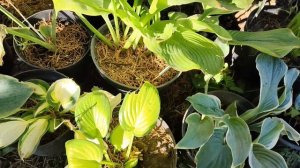 Хосты в горшках. Мой первый опыт. #хосты #хостывгоршках #цветы #сад #выращиваниехоствгоршках #осень