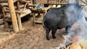 Жизнь в глухом лесу вместе с ДИКИМ КАБАНОМ.