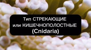 Тип СТРЕКАЮЩИЕ 
или КИШЕЧНОПОЛОСТНЫЕ 
(Cnidaria)
