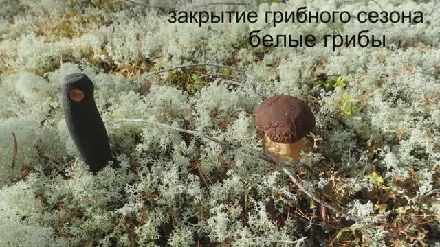 закрытие грибного сезона белые грибы смотреть онлайн