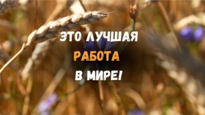 Какая работа лучшая в мире? | Что снится Президенту?